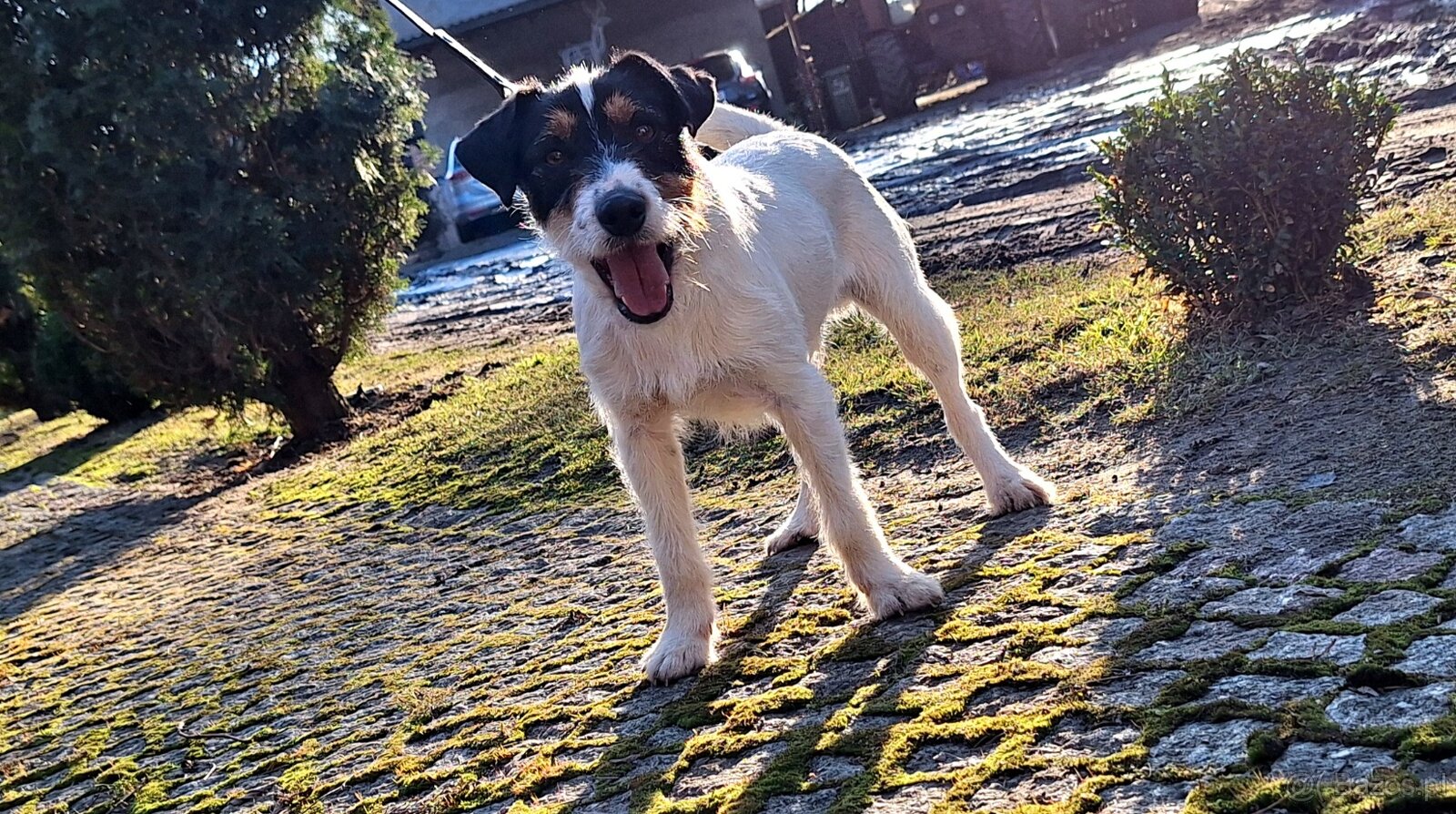 Reproduktor oferta krycia Parson Russell Terrier ZKWP FCI - 4