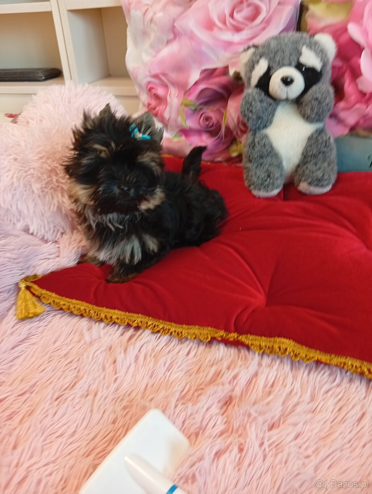 Mini samczyk Yorkshire terrier do 2 kg . - 4