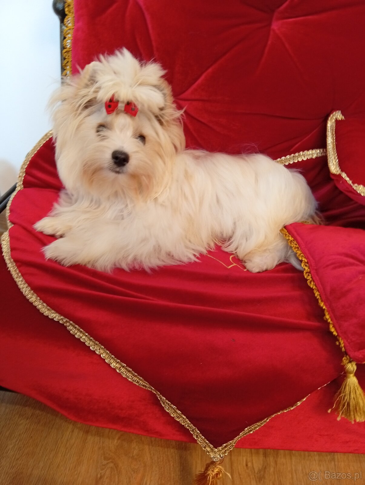 Cudowny samczyk,mały Golddust Yorkshire terrier,nie biewer. - 4