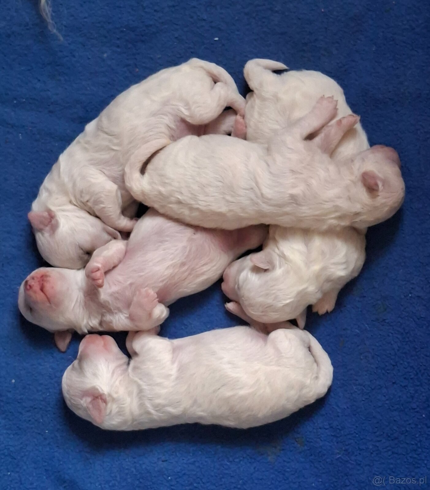 Bichon frise s PP - 4