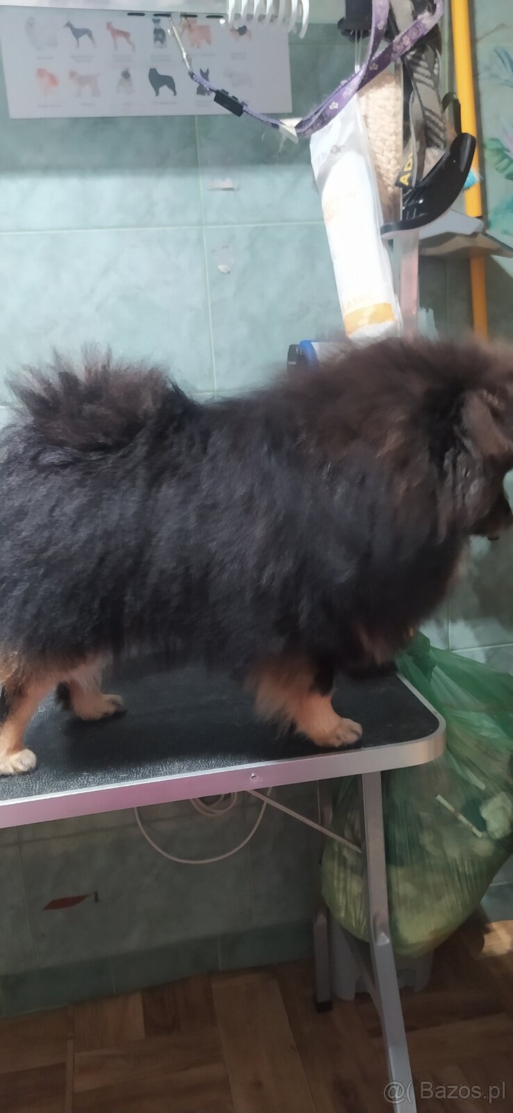 Szpic piesek Black and Tan - 4