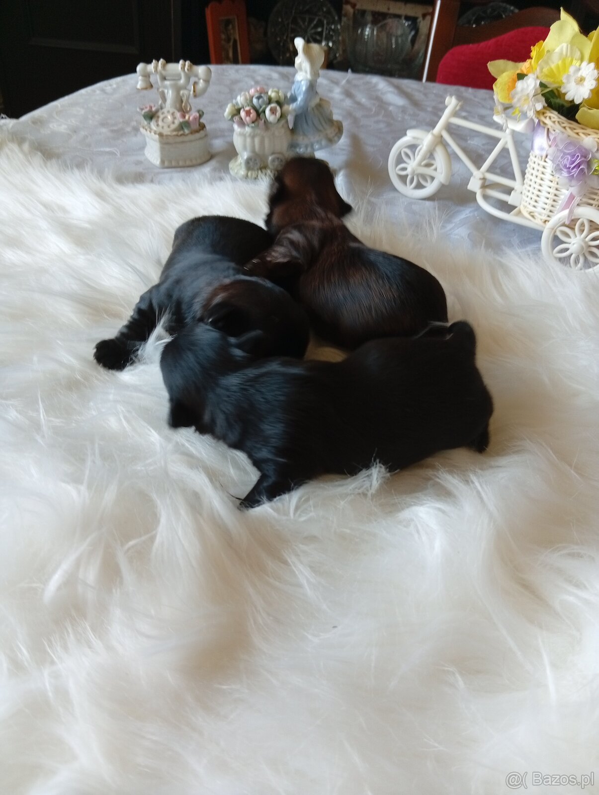 Mini suczka Black Yorkshire terrier,nie biewer. - 4