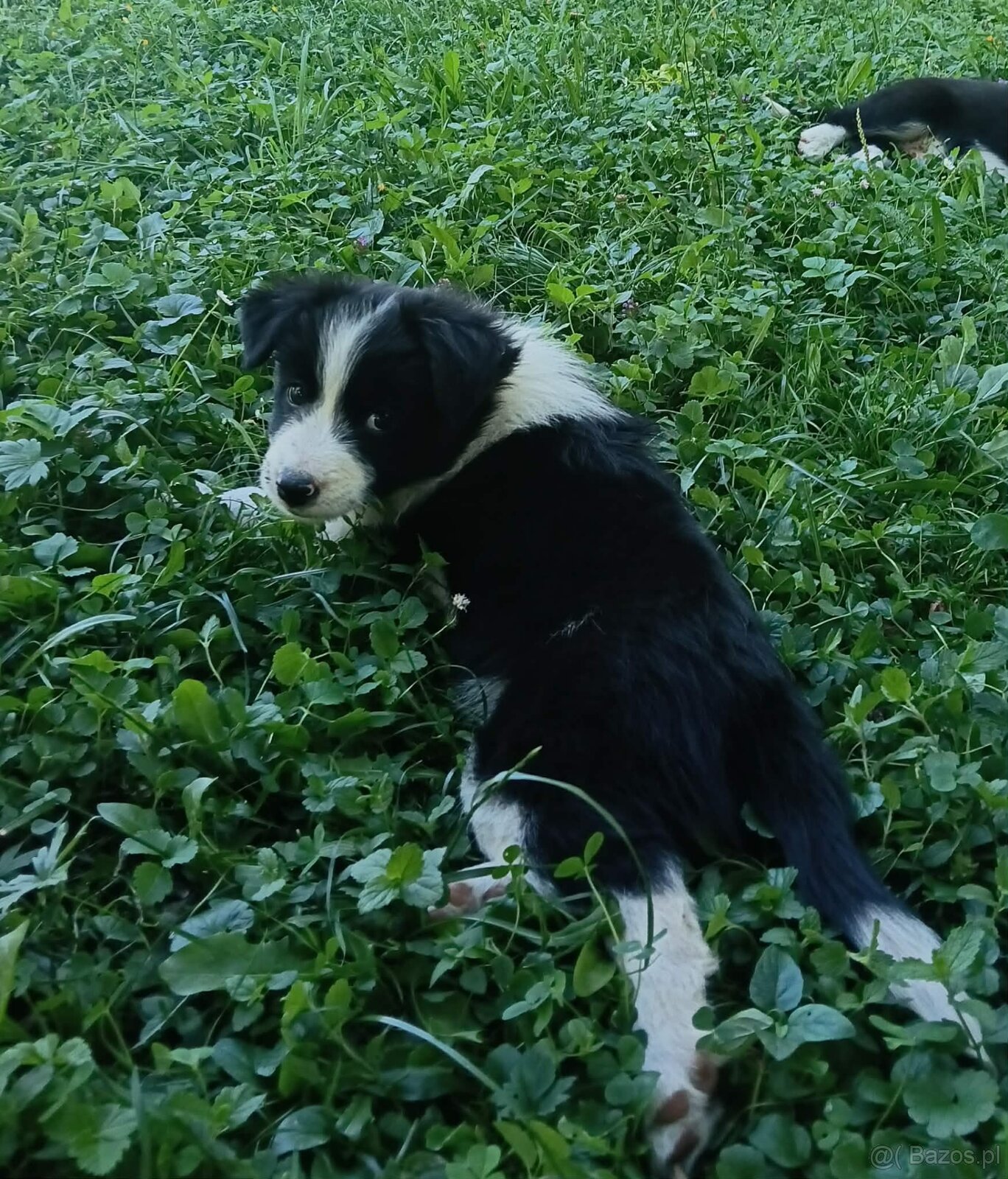Border collie - 4