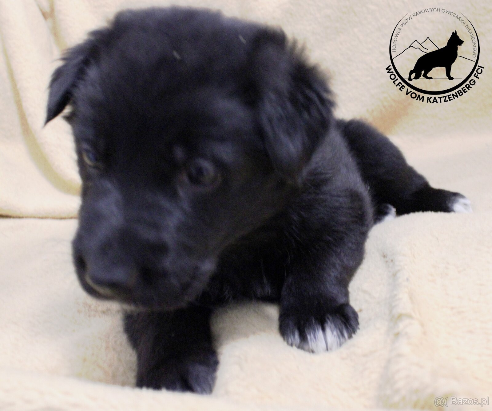 Owczarek niemiecki krótkowłosy szczeniaki o: Mistrz Świata - 4