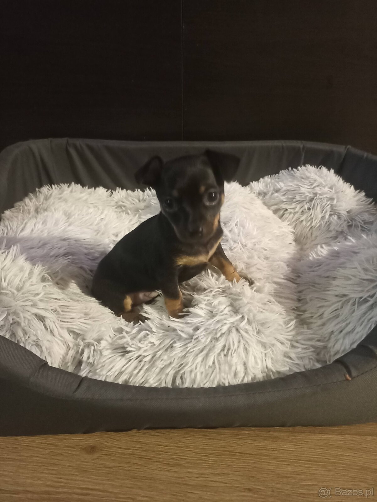 Pinczer miniaturowy - 4