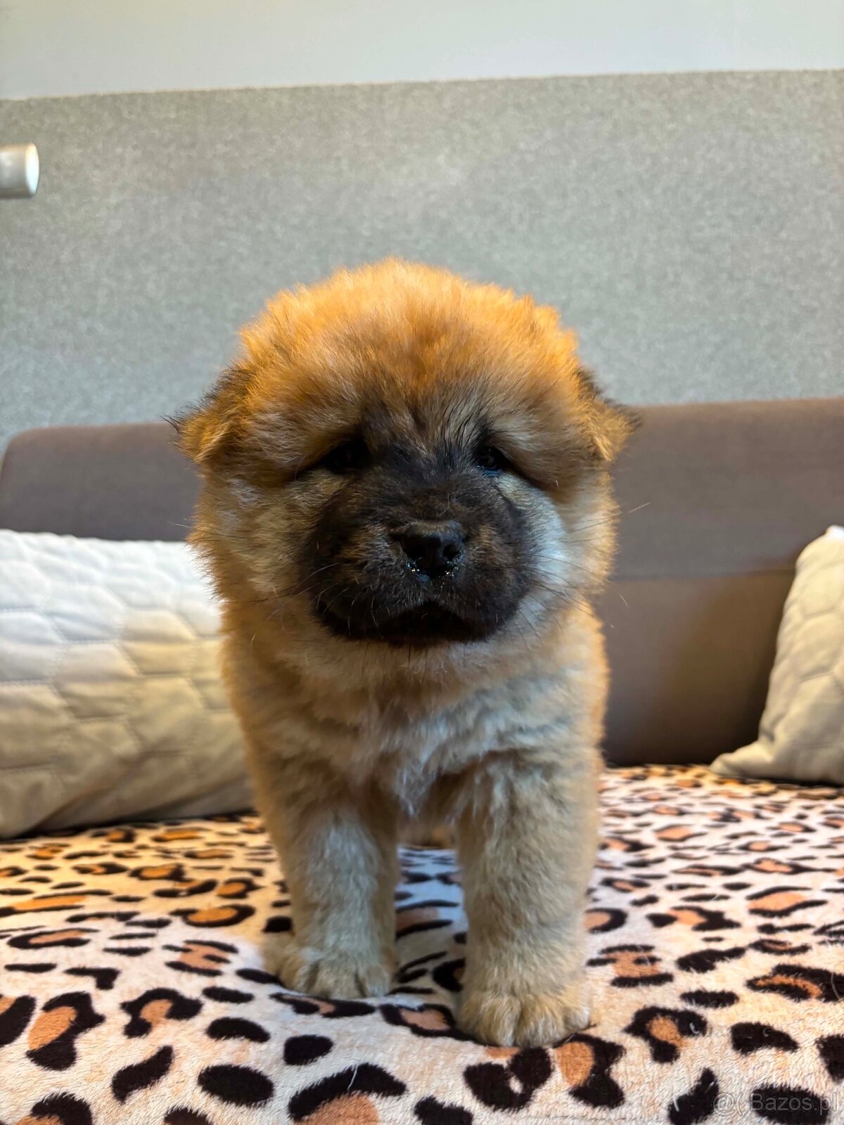 Chow Chow - 4