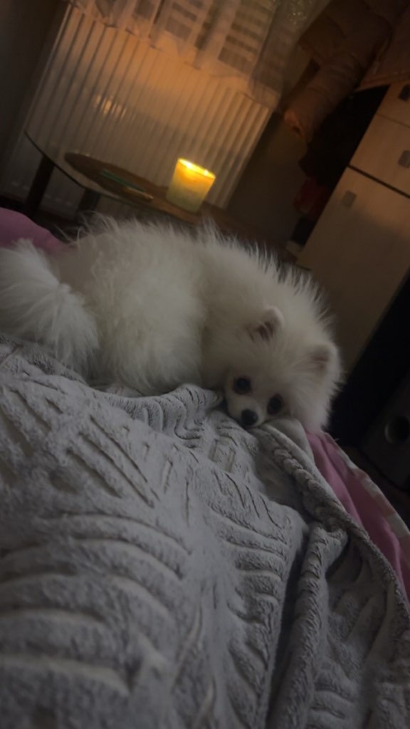 Szpic miniaturowy - 4