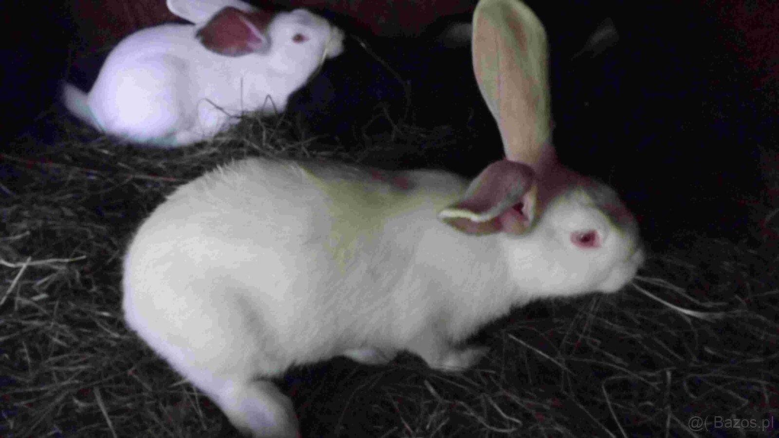 sprzedam króliki - 4