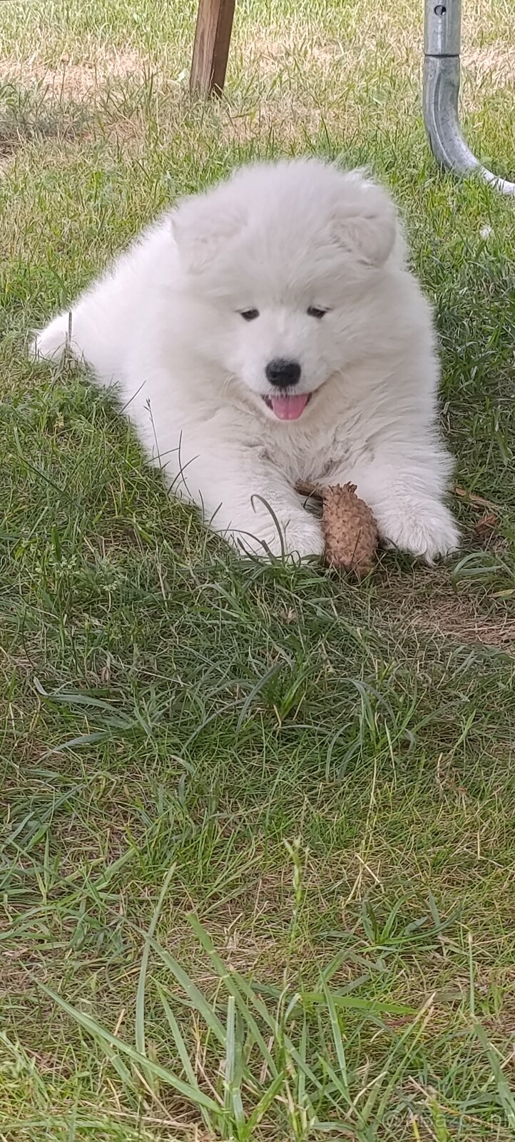 Samoyed- szczeniaki - 4
