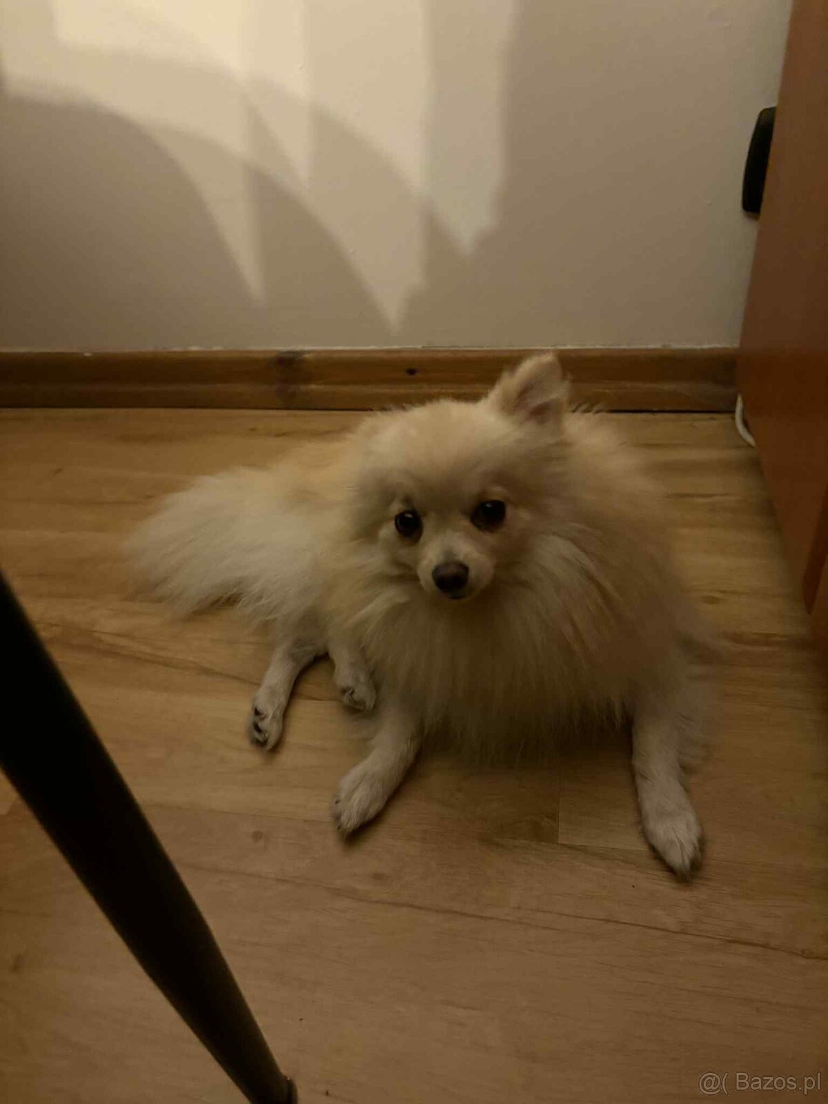 Szpic Miniaturowy - 4