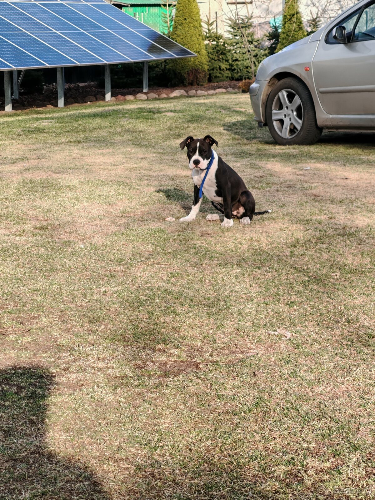 Suczka amstaff 4 miesiące - 4