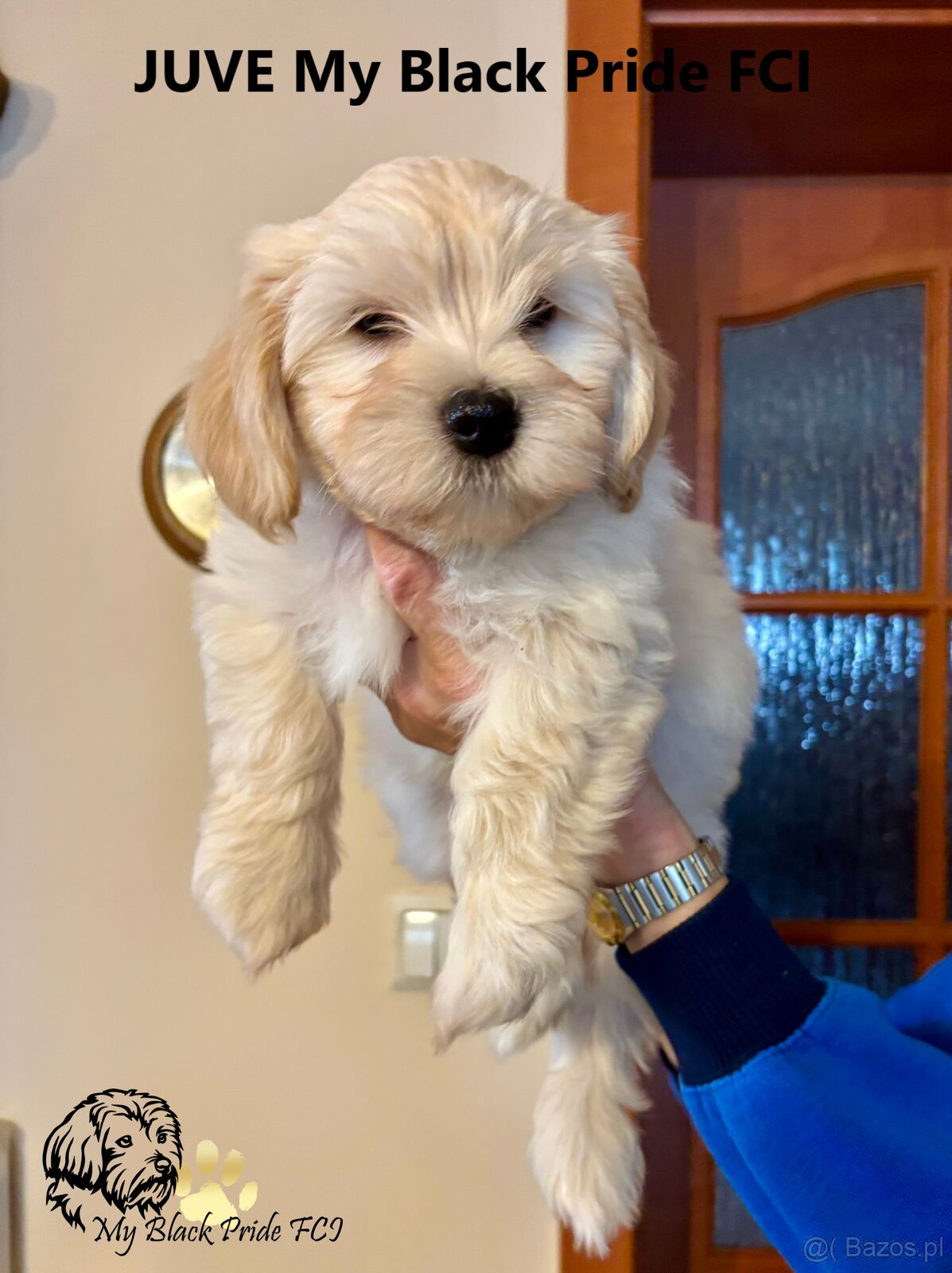 Maleńki Hawańczyk, który kocha od pierwszego spojrzenia - 4