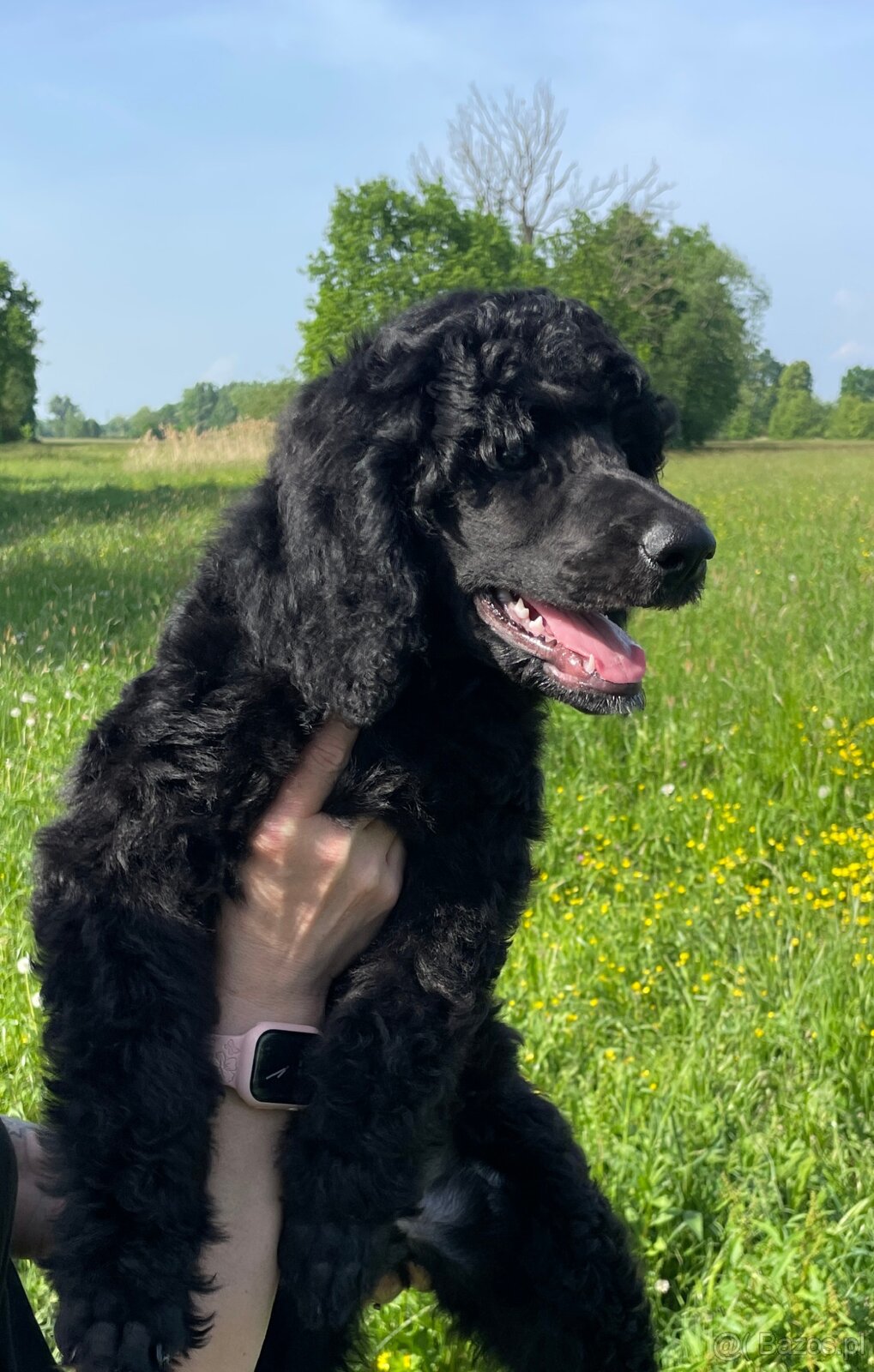 Pudel Królewski z rodowodem - SABLE - DO ODBIORU - 4