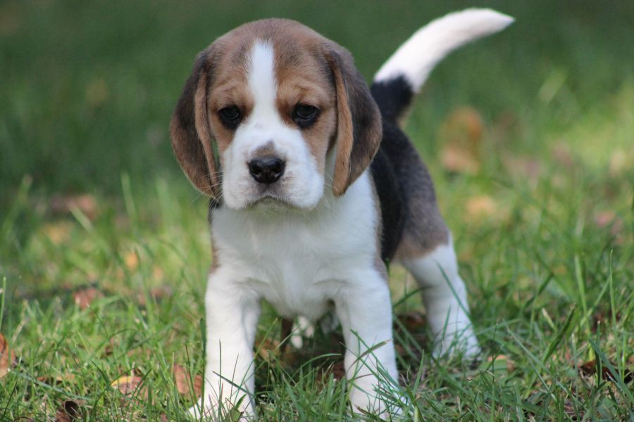 Beagle szczeniaczki ZKwP FCI po Championie - 4