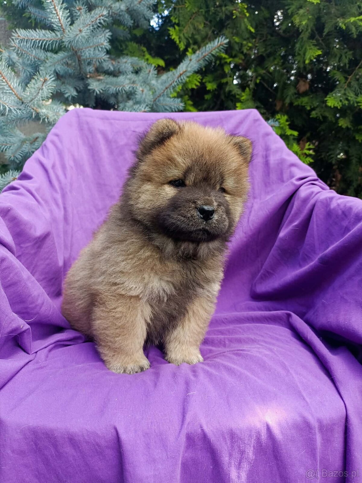 Wzorcowe Chow Chow Czał Czał rodzice FCI - 4