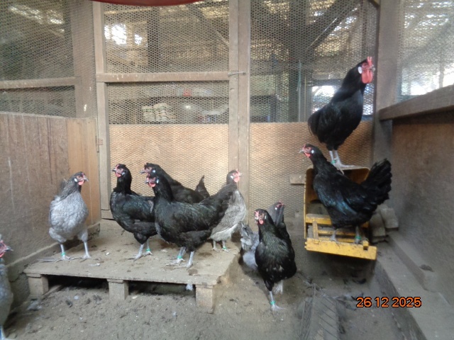 La Fleche-jaja legowe - 4