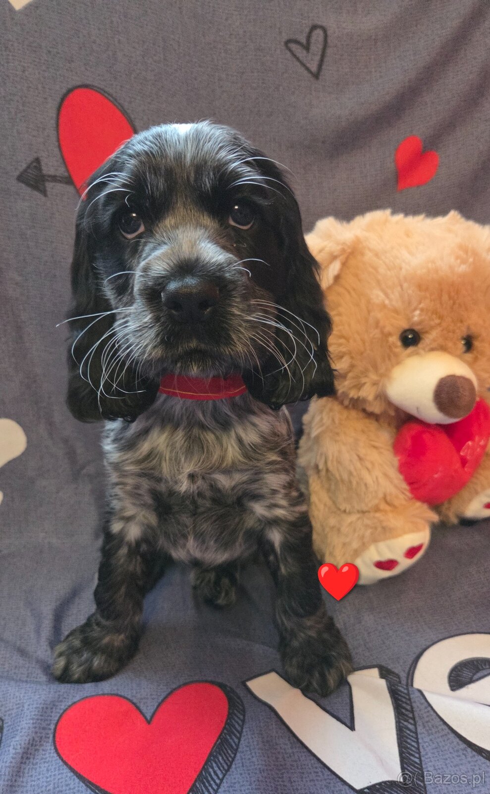 Coker Spaniel Angielski - 4