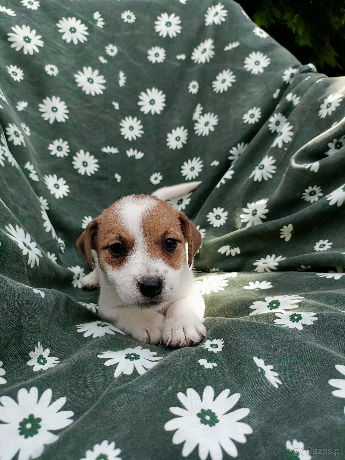Jack Russell terrier JRT rodzice FCI - 4
