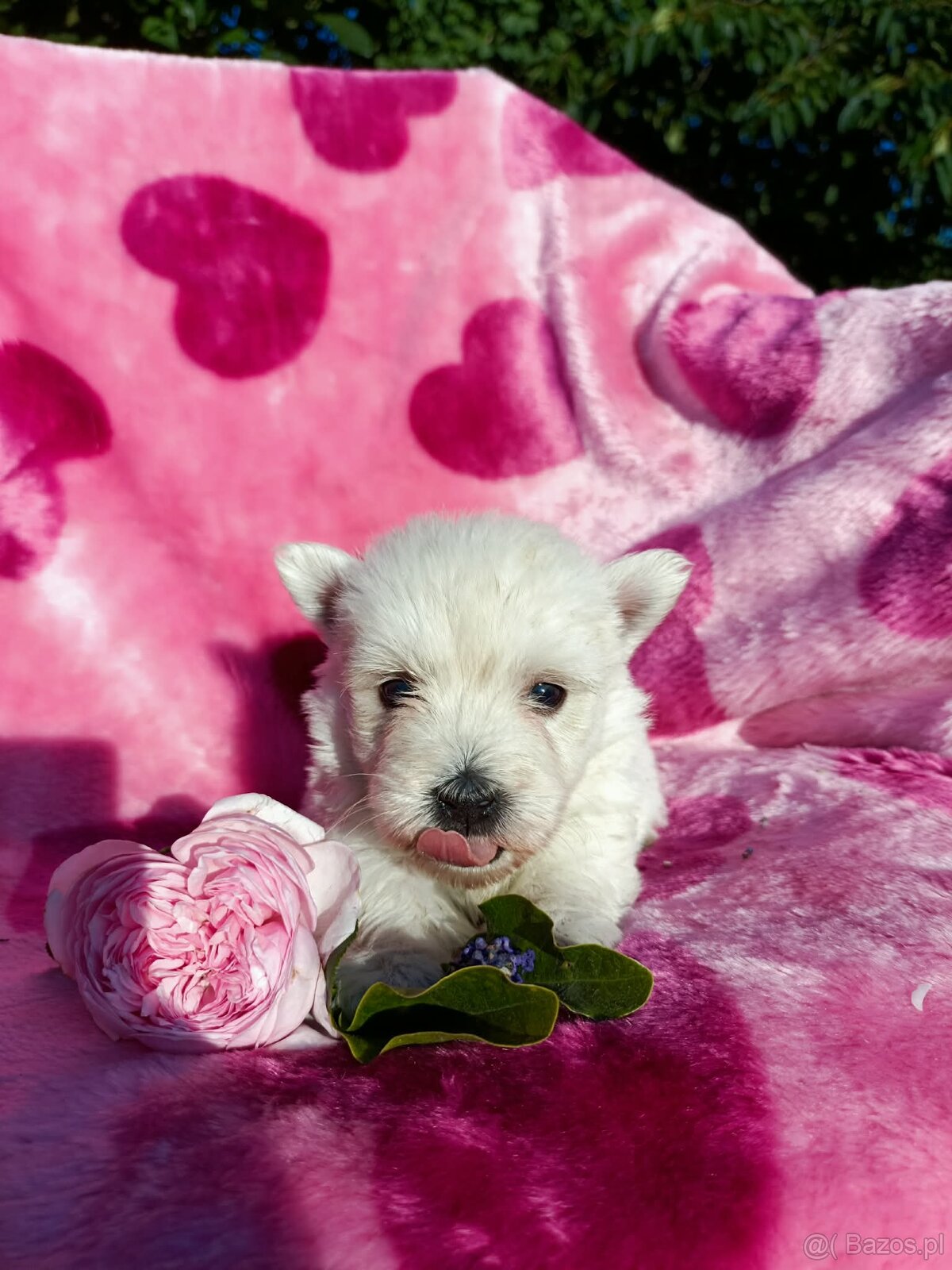 Wzorcowa suczka West highland white terrier ojciec FCI - 4