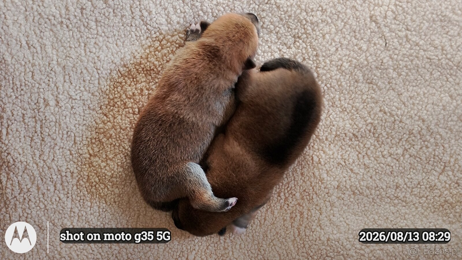 Dwoje szczeniąt Shiba Inu ur.07.08.2026r. - 4