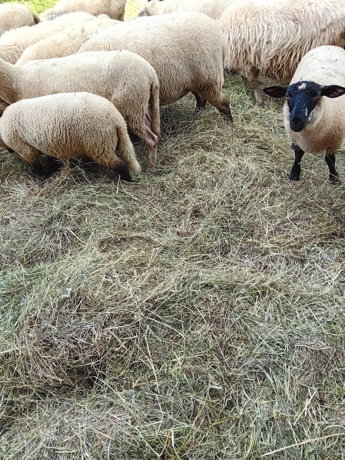 Baranki do Twojego ogródka - 4