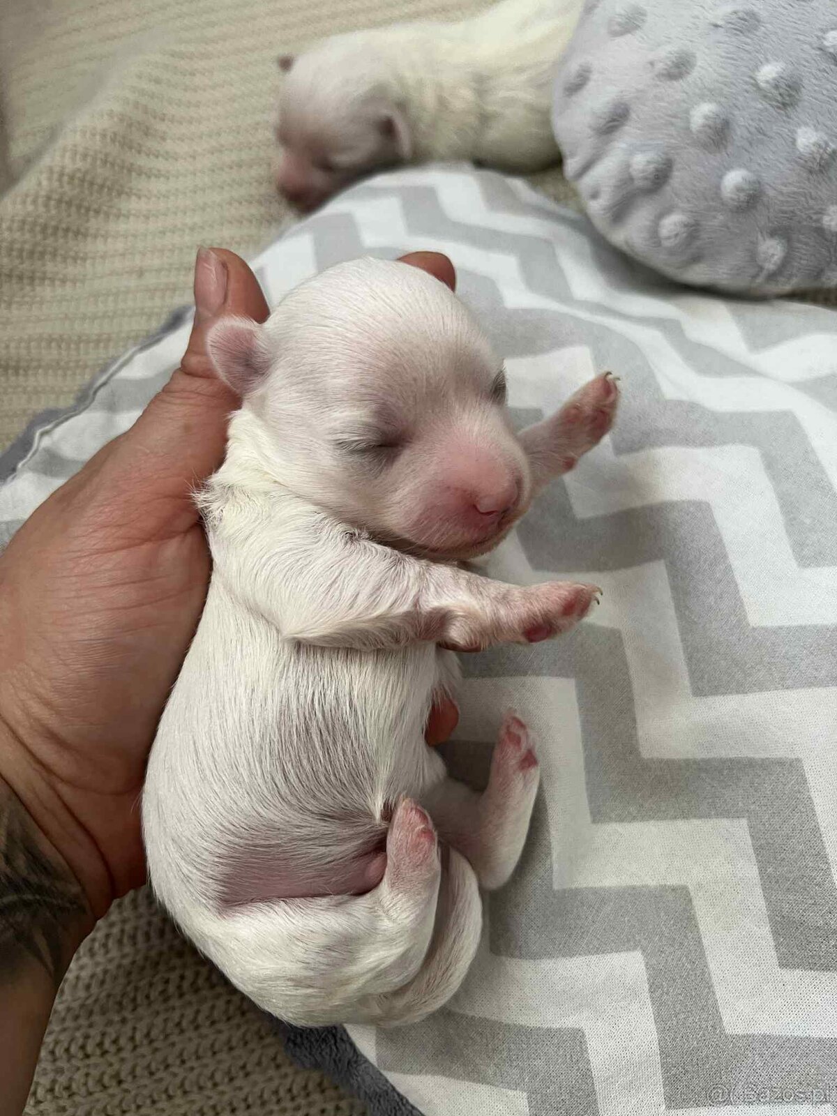 Maltańczyki z rodowodem - 4