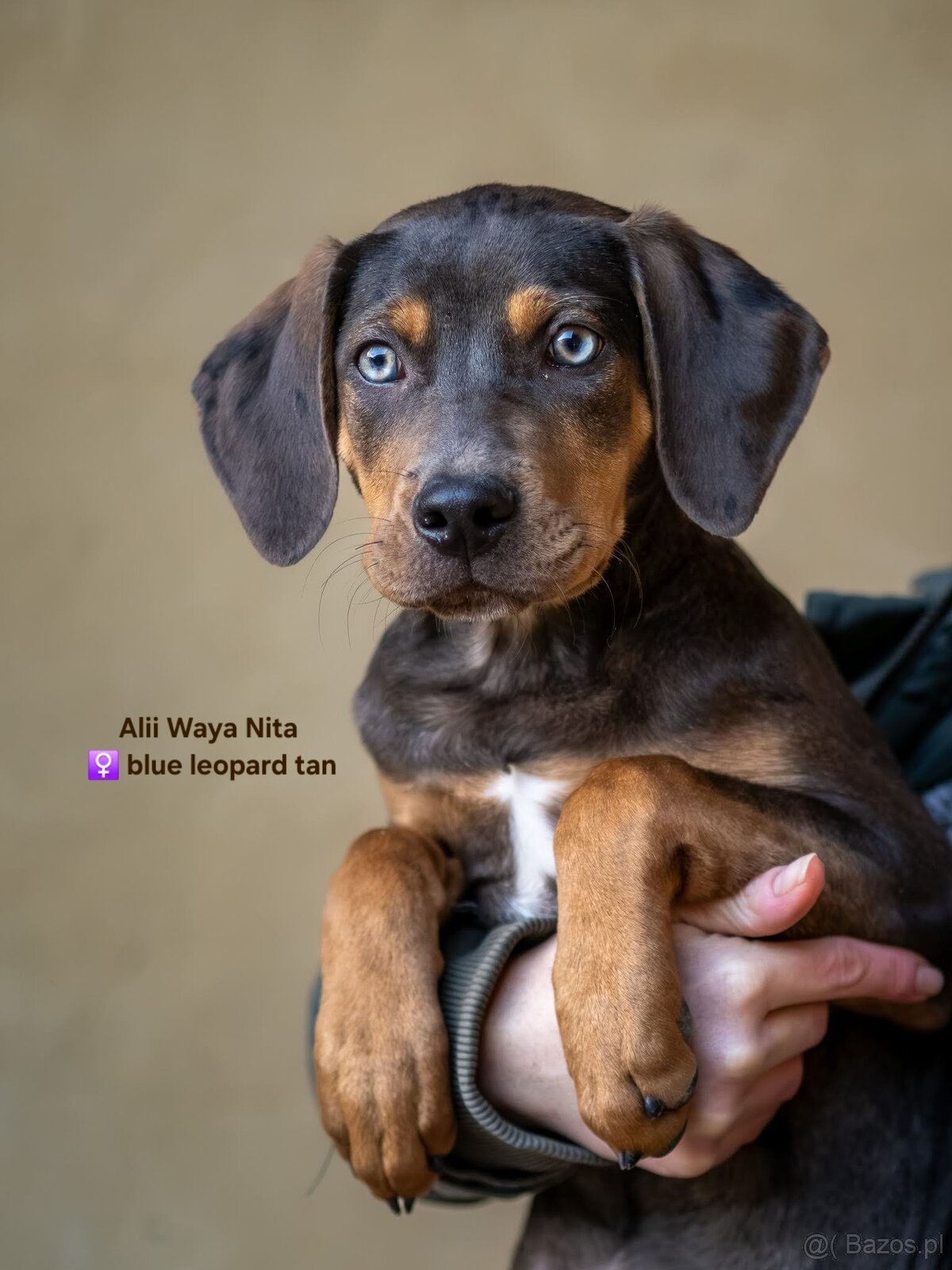 Catahoula Leopard Dog - 4