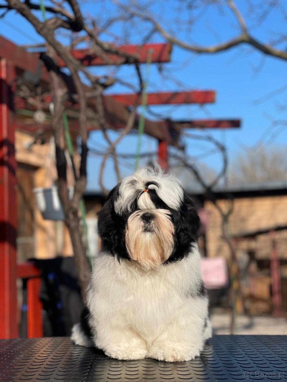 Shih Tzu PP ( shihtzu, sicu) - 4