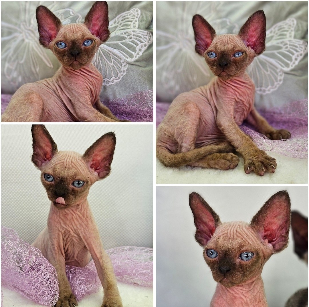 Devon rex z rodowodem - 4