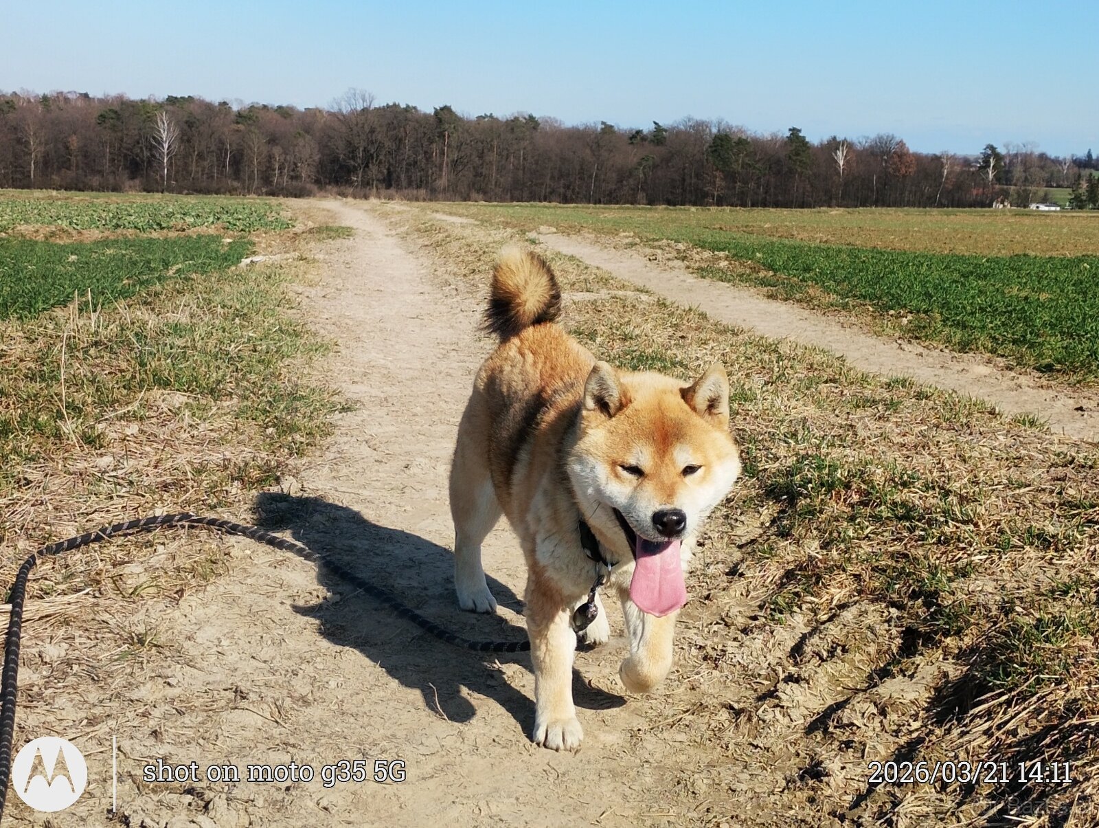 Shiba Inu - czerwony, roczny samczyk - 4