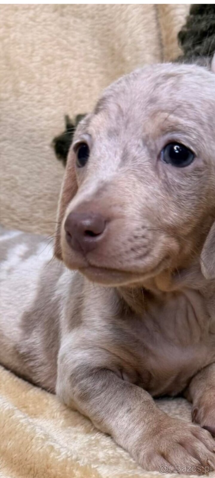 Jamnik miniaturka merle izabell lub gładki izabell - 4