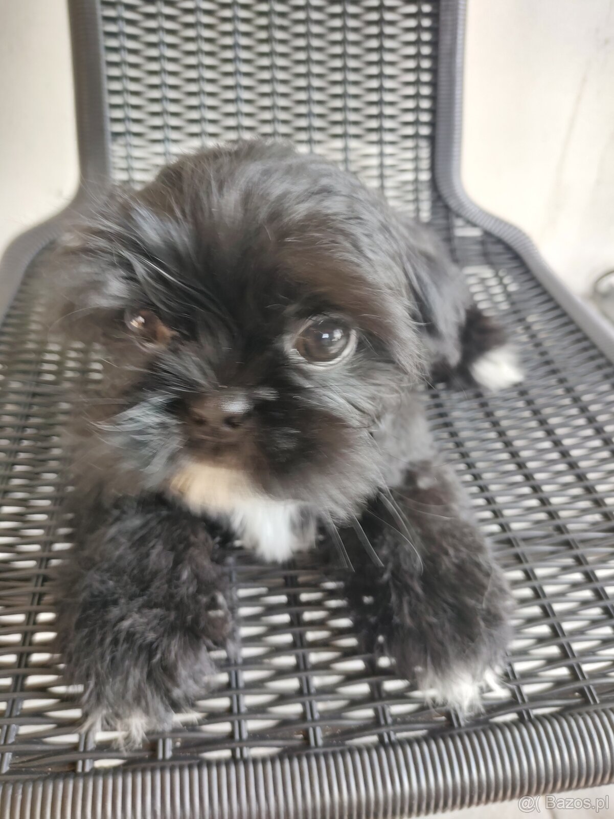 Piesek shih-tzu - 4