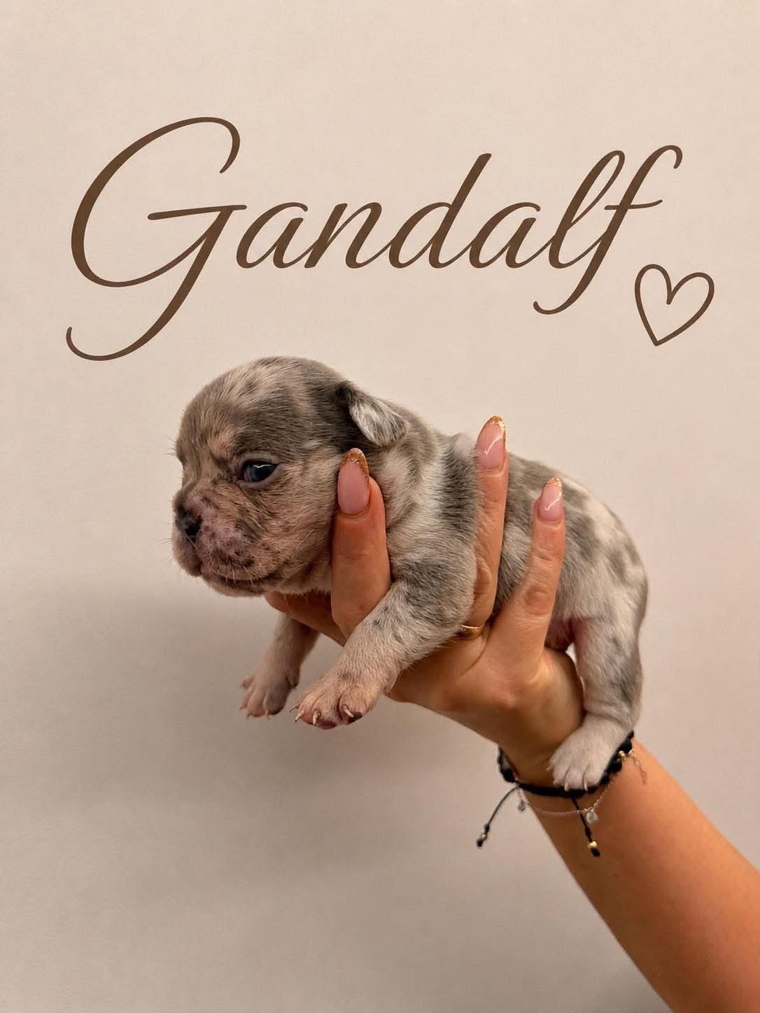 Buldog francuski - 4