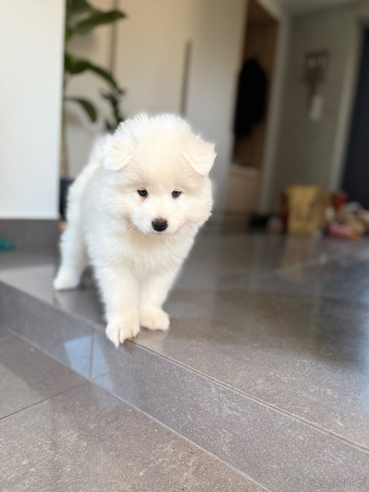 Samoyed - 4