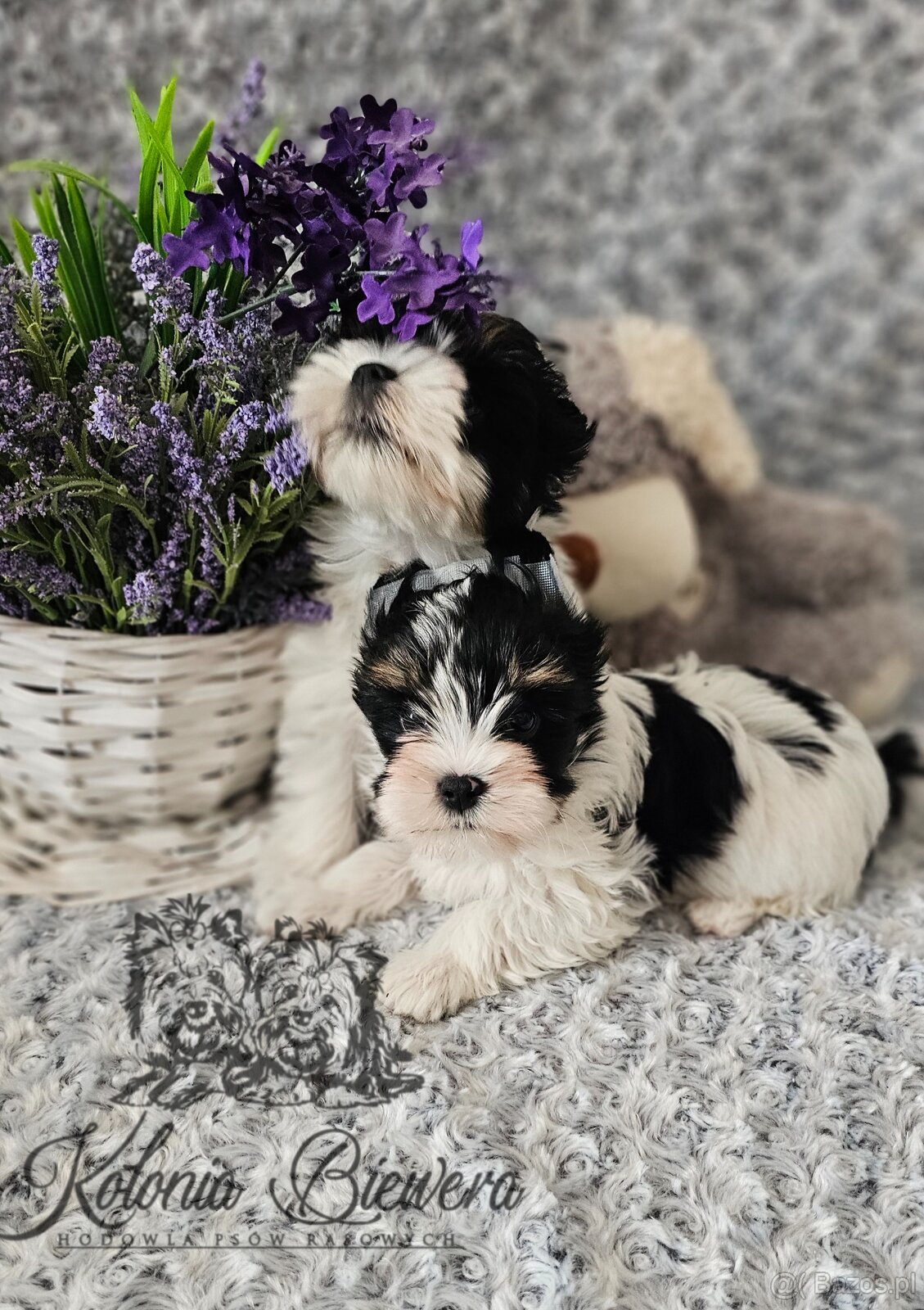 Yorkshire Terrier Biewer (TRICOLOR) piesek PASZPORT - 4