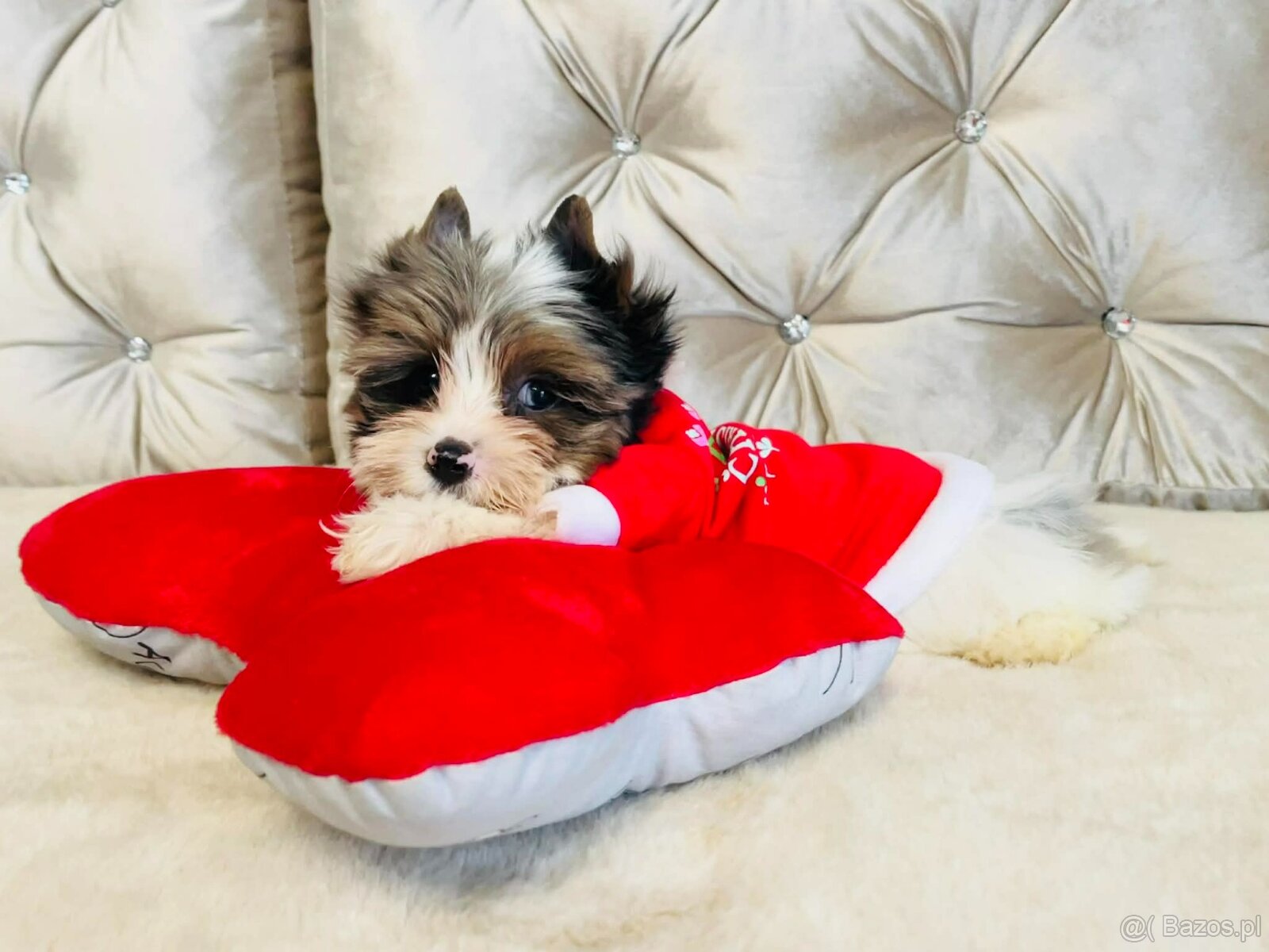 York Mikołaj z Bajki - do Kochania. Cudak. - 4