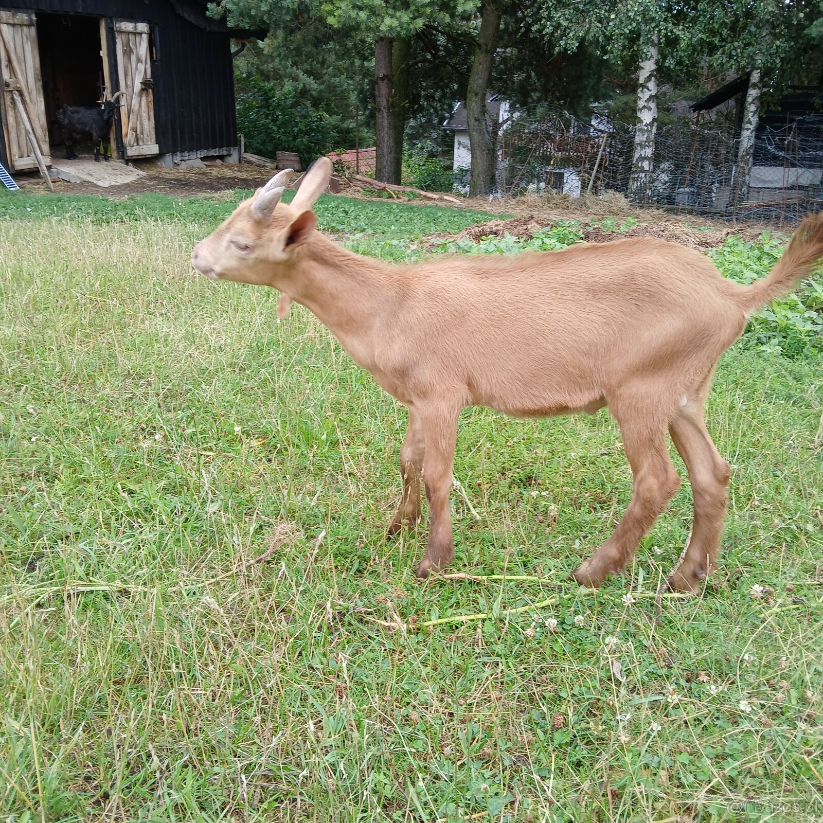 Piękny koziołek i kòzka z dobrej kontrolowanej hodowli. - 4