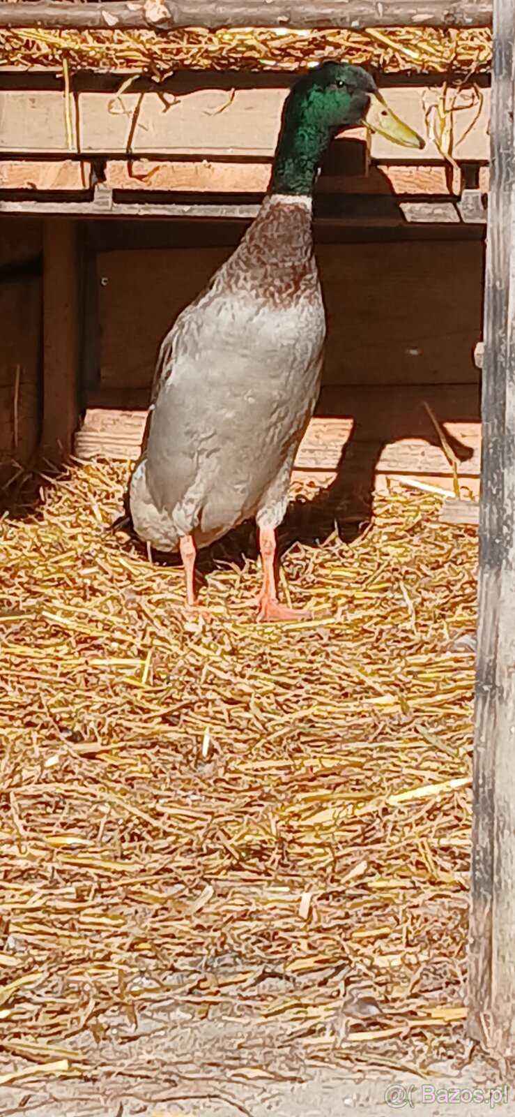 Biegusy indyjskie na slimaki - 4