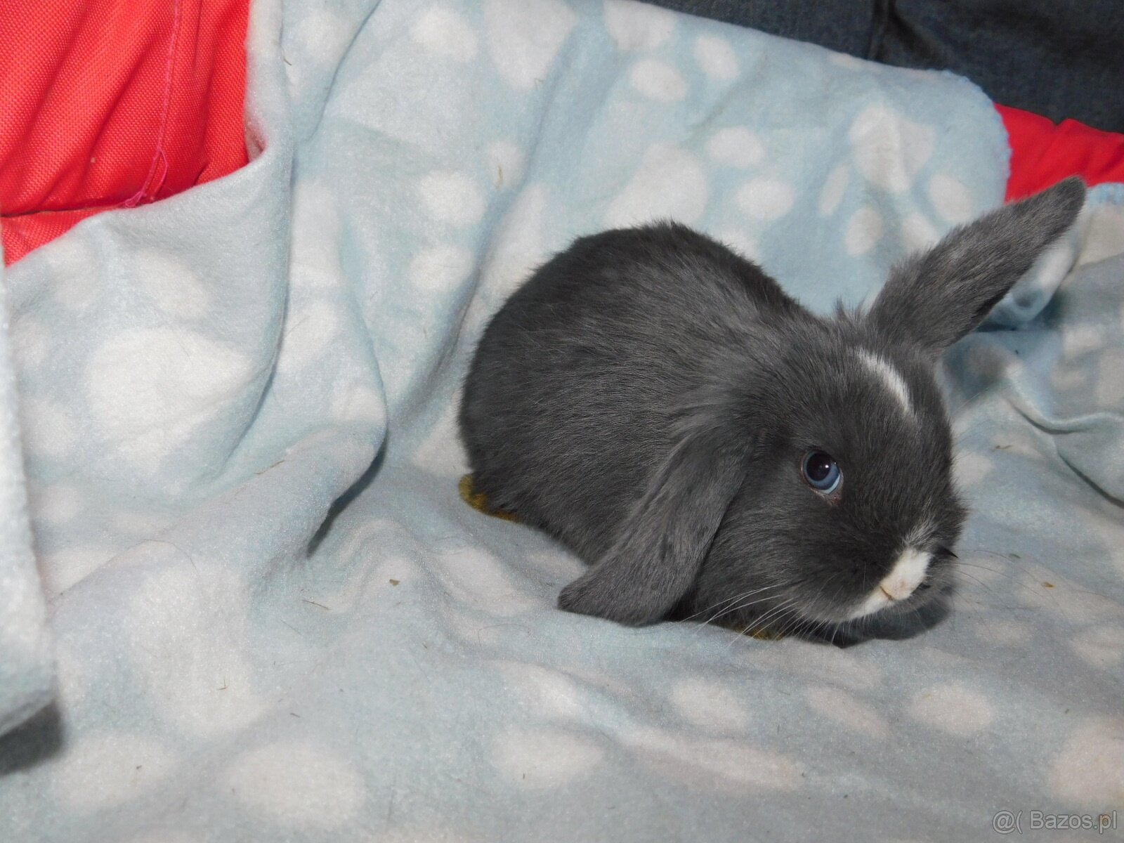 Cudne baranki niebieskie mini lop - 4