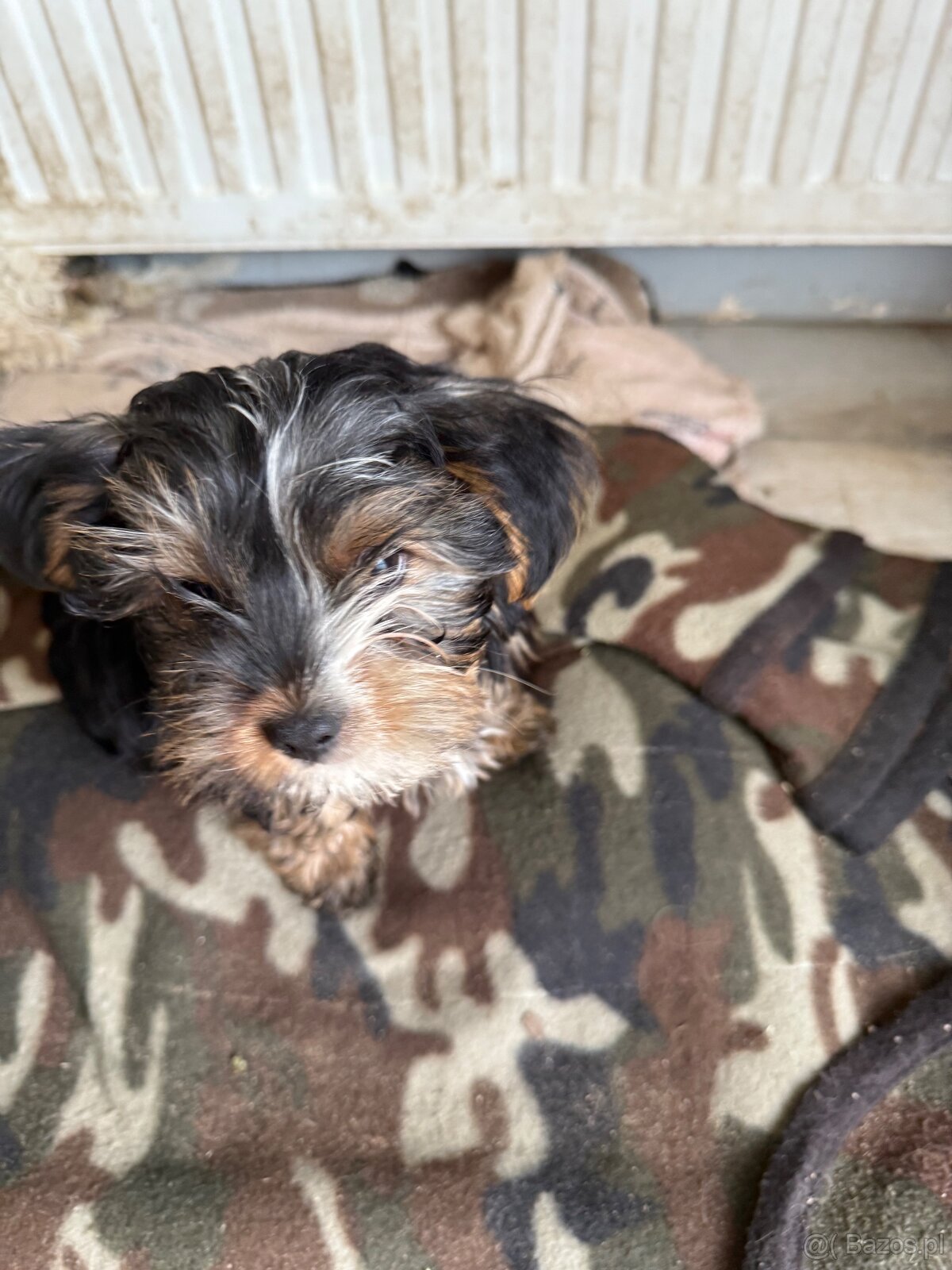 York terier średni - 4