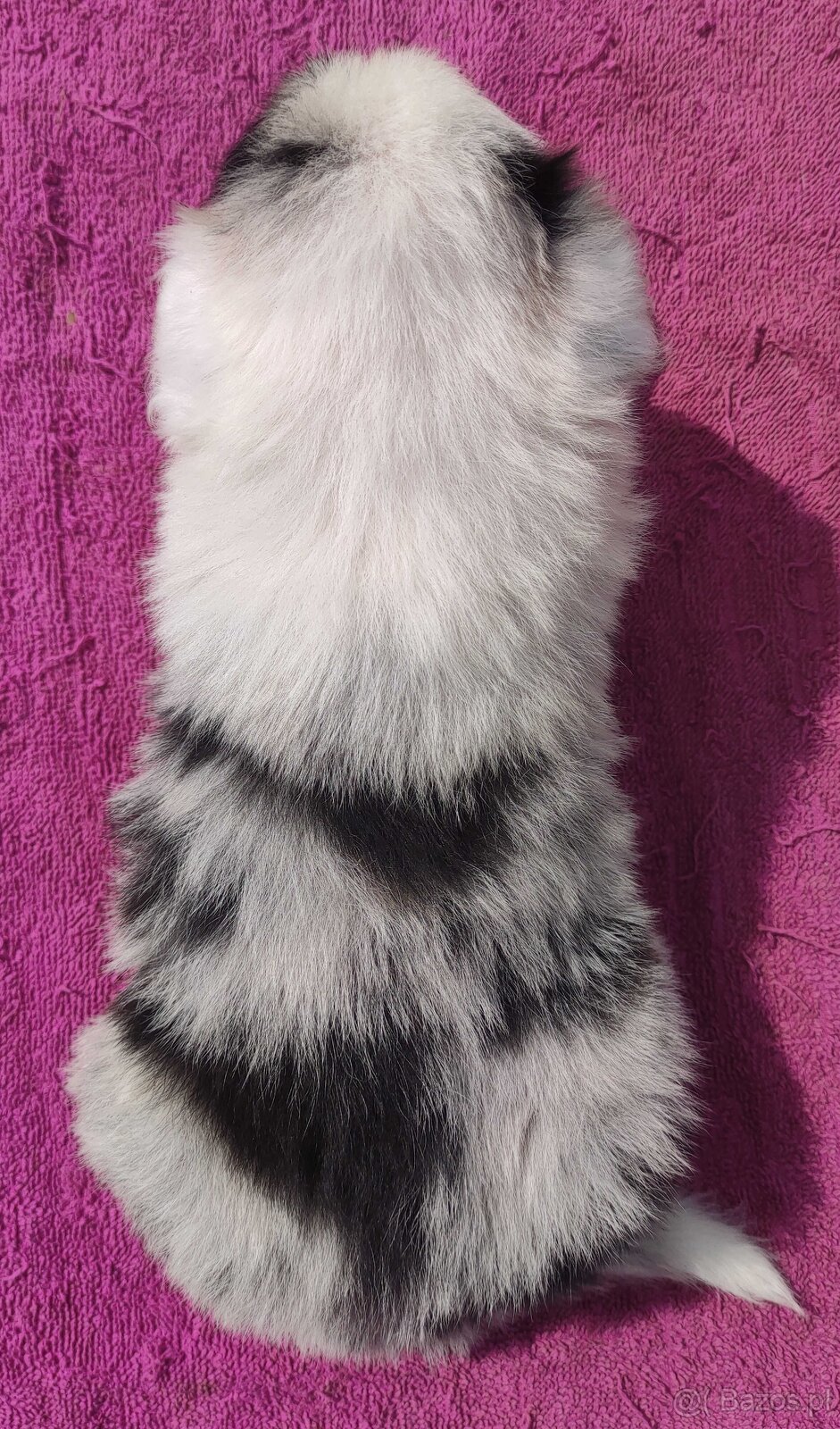 Cudowny Border Collie blue merle, pies z hodowli, pełna dok. - 4