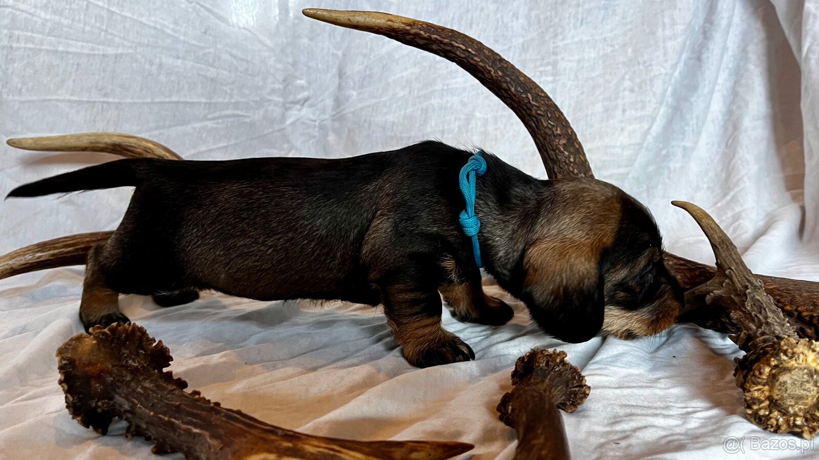 Jamnik standardowy szorstkowłosy s PP - 4