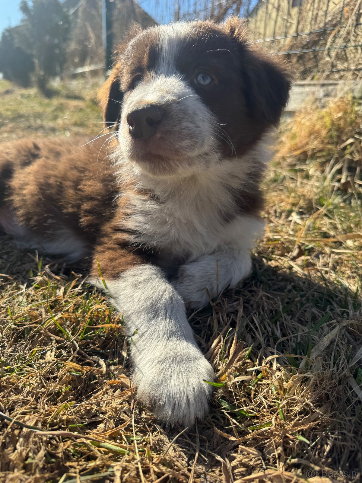 Szczeniaki border collie - 4