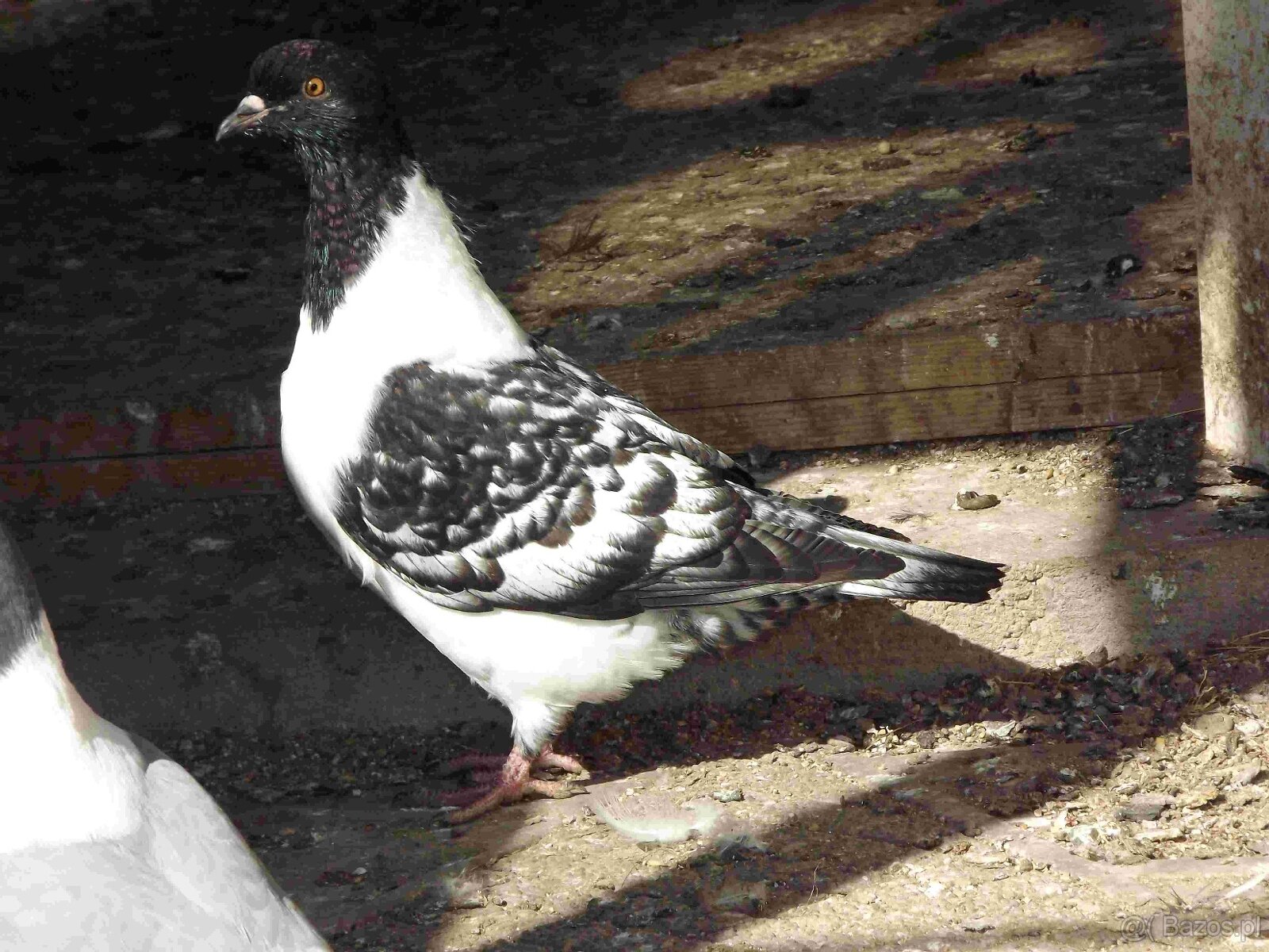 sprzedam gołębie - 4