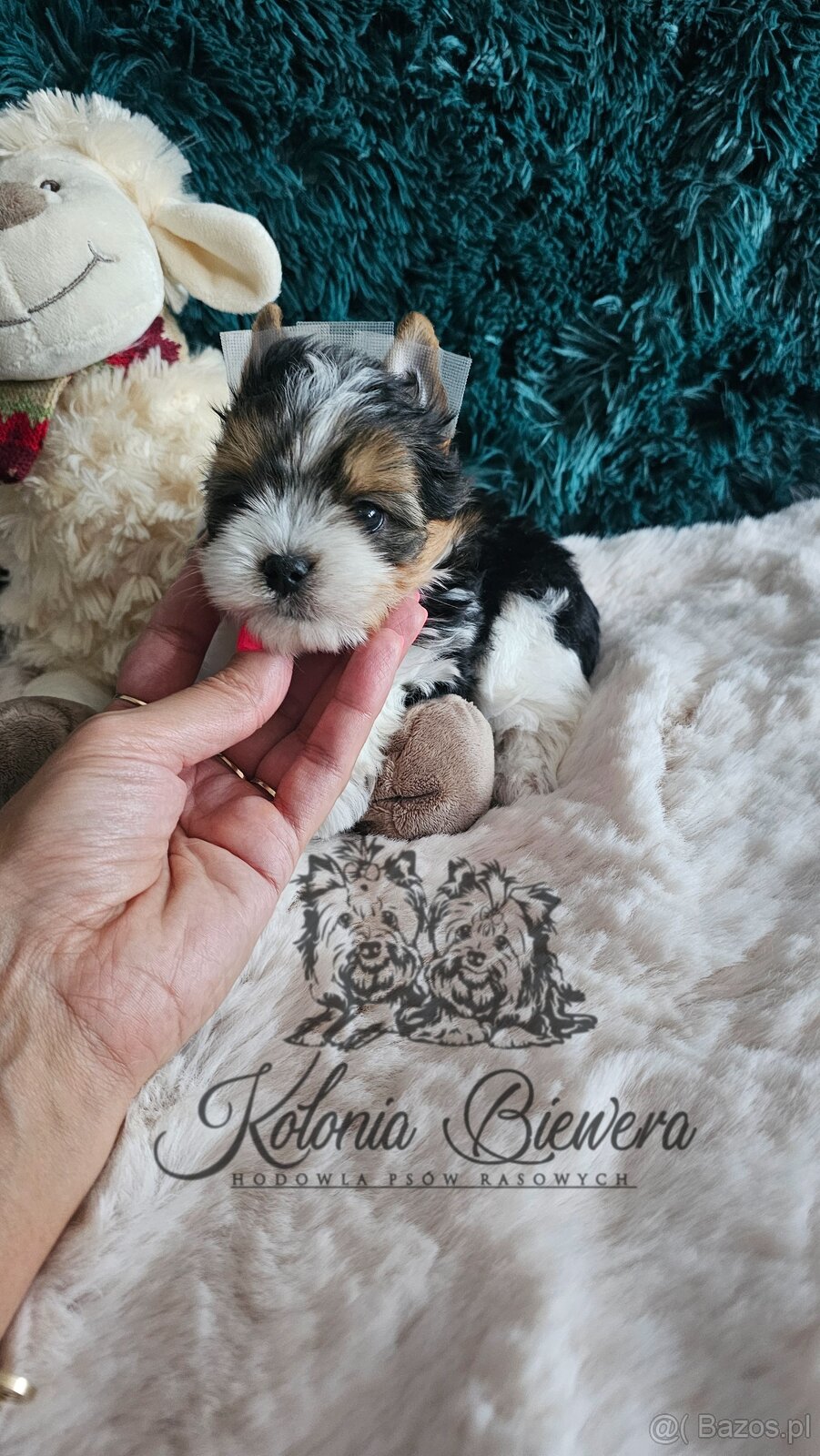 Yorkshire Terrier Biewer (TRICOLOR) piesek PASZPORT - 4