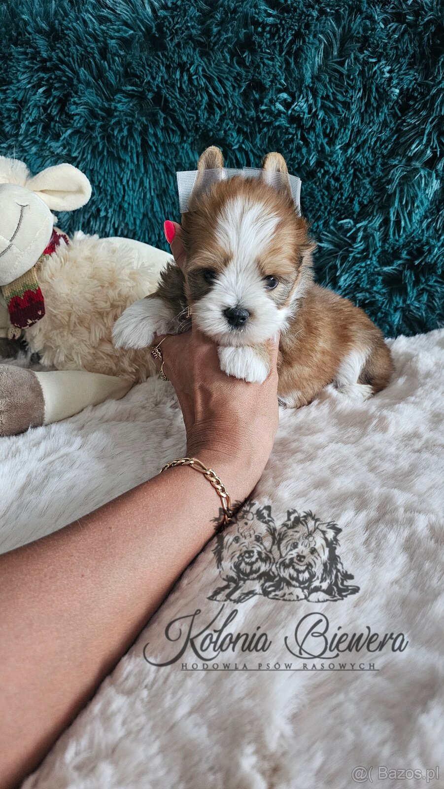 Yorkshire Terrier Ocean Pearl piesek PASZPORT@ - 4