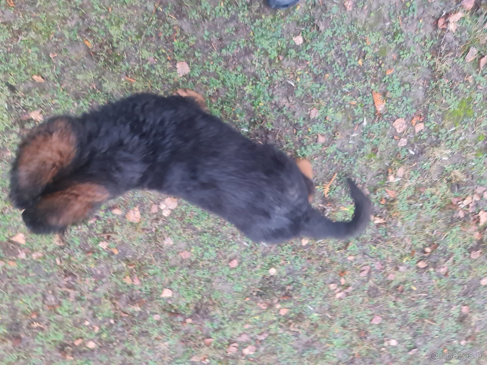 SZCZENIAK Owczarek niemiecki - 4