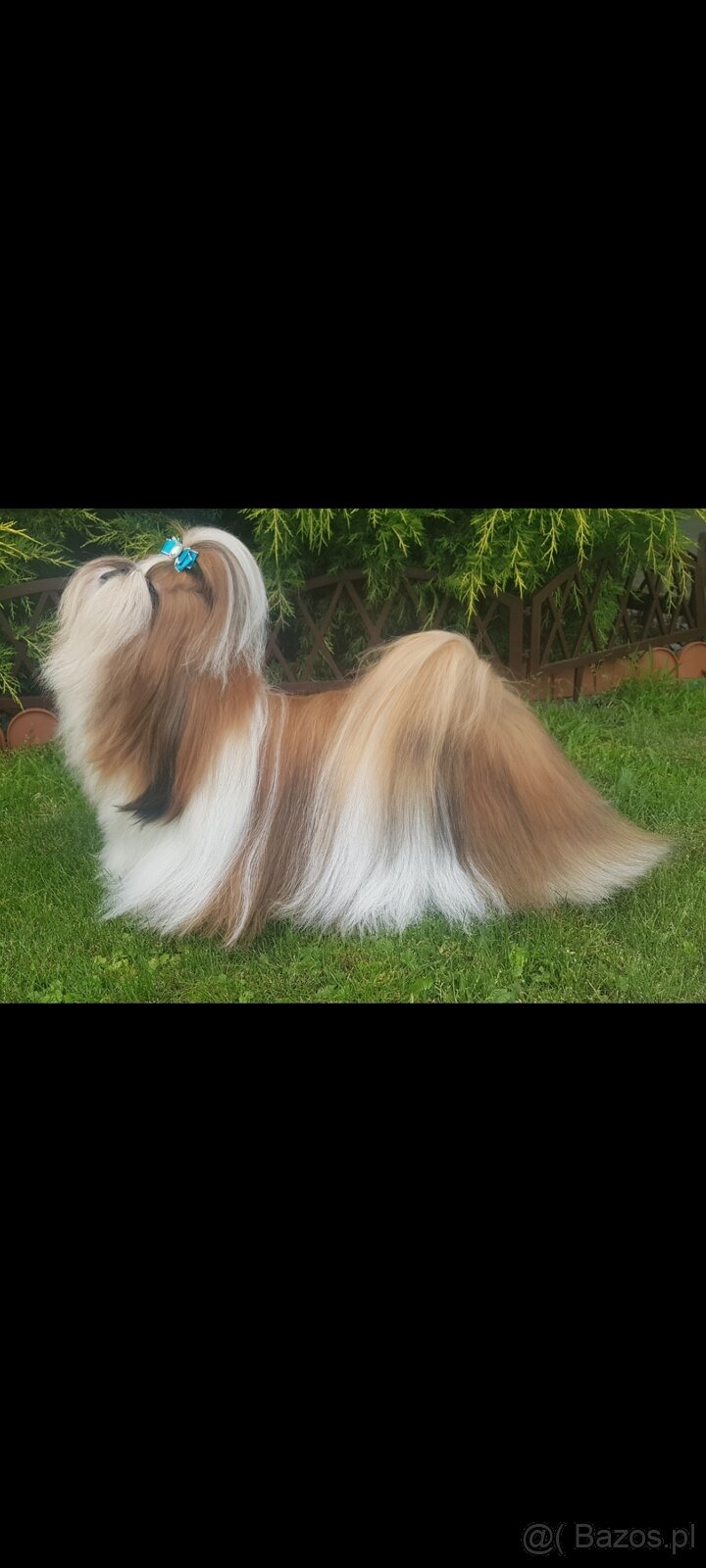 Suczka Shih Tzu - 4