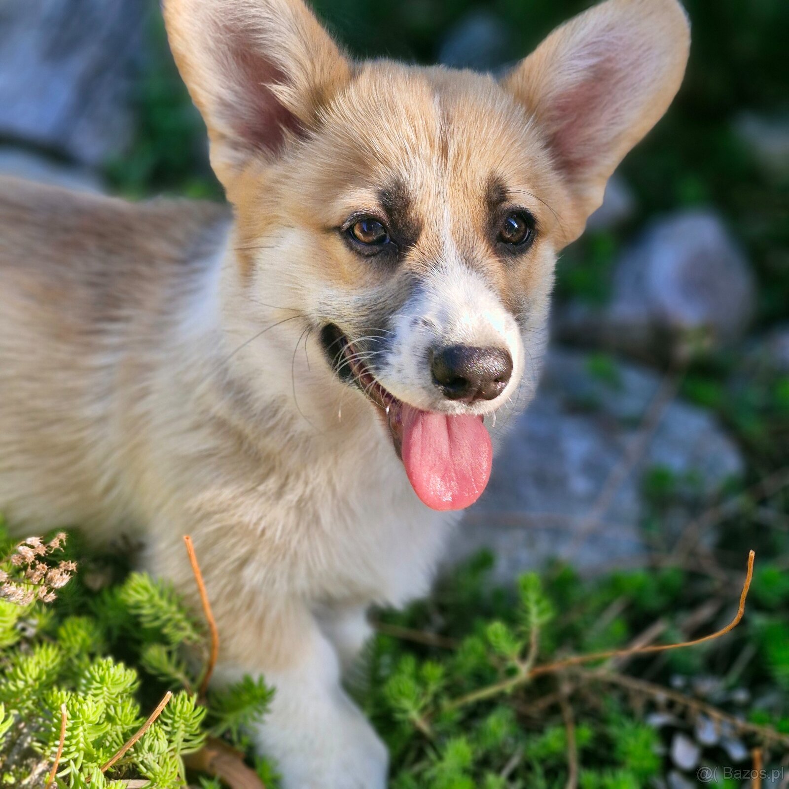 Welsh Corgi Pembroke s pp - 4