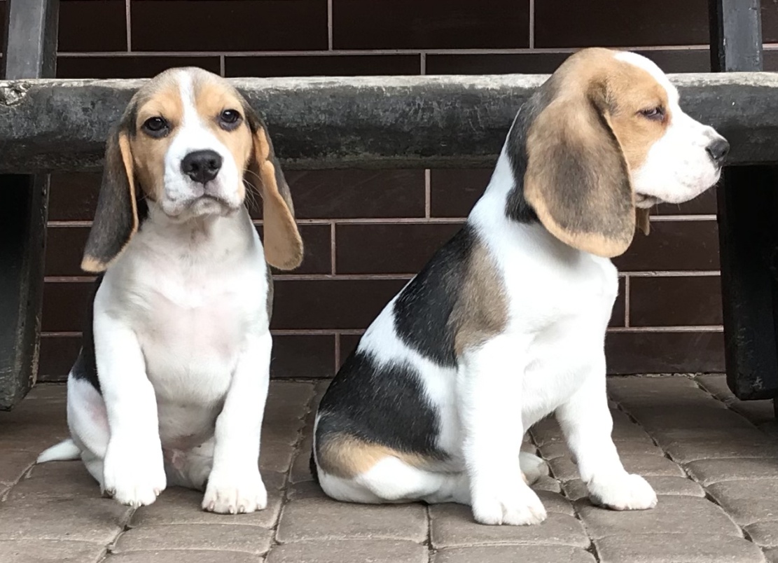Beagle / Bigle - szczenięta rodowód ZKwP / FCI po Champion. - 4